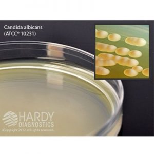 HardyVal™ Malt Extract Agar, Deep Fill